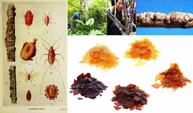 Những gia đình có tổ bọ cánh kiến đỏ trong vườn giống được ví như sở hữu một gia tài.