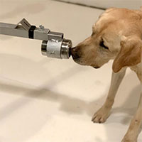 Chó có thể nhận biết “mùi" virus từ nước tiểu