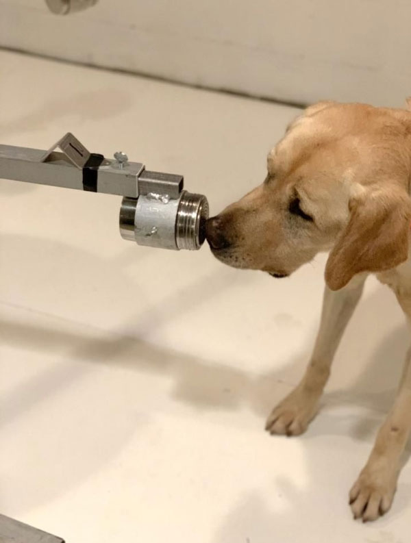 Một con chó săn Labrador đang được huấn luyện các mẫu SARS-CoV-2 dương tính.
