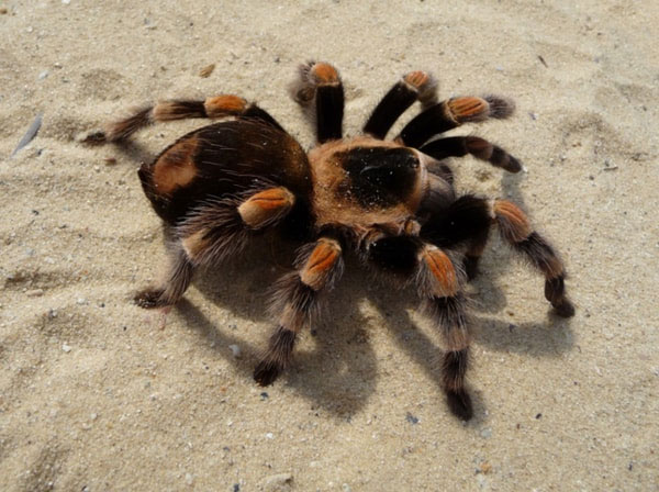 Làm thế nào mà loài nhện Tarantula nhỏ bé có thể “đi khắp đó đây”?