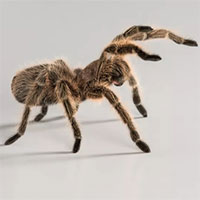 Làm thế nào mà loài nhện Tarantula nhỏ bé có thể “đi khắp đó đây”?