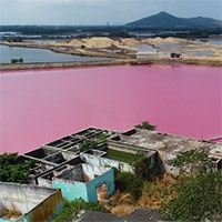 Đầm nước ở Bà Rịa - Vũng Tàu chuyển màu hồng tím và sự thật phía sau