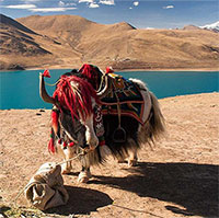 Vì sao người nước ngoài tới Tây Tạng du lịch nườm nượp nhưng ít ai dám ở lại quá lâu?