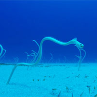 Kỳ lạ loài lươn cả đời chỉ đứng im một chỗ chờ đồ ăn "dâng" tận miệng