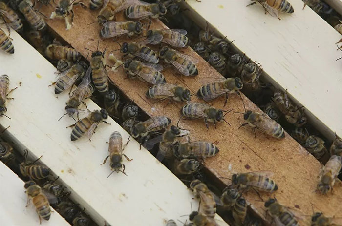 Ong được nuôi để lấy mật.