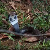 Video: Hổ mang chúa bị quăng quật tơi bời - cái kết bi thảm cho "sát thủ của các loài rắn"