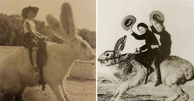 Nhà khoa học Nhật Bản mất 14 trang A4 để giải phương trình: Tại sao không có con thỏ nào to bằng một con ngựa?