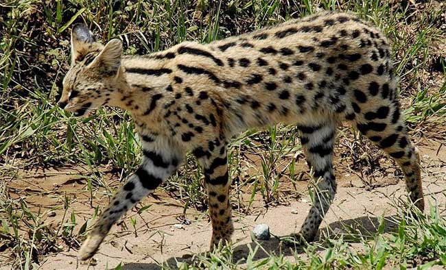 Loài mèo chạy nhanh chỉ sau báo cheetah