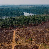 Rừng Amazon đang thải nhiều carbon hơn lượng hấp thụ