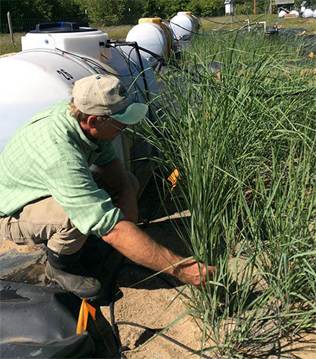 GS. Neil Bruce đang lấy mẫu cỏ biến đổi gene trồng trên đất ô nhiễm.