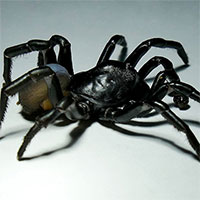 Phát hiện loài nhện khổng lồ có nọc độc sống thọ hàng chục năm
