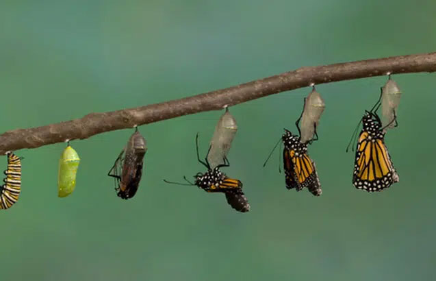 Quá trình ấu trùng phát triển thành bướm.