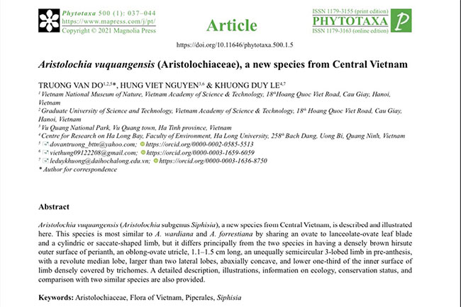 Tạp chí Phytotaxa đăng tải công bố loài Mộc hương Vũ Quang