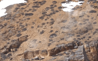 Con báo tuyết đã không thể hạ gục ngay con mồi vì cừu hoang vùng vẫy chạy thoát.