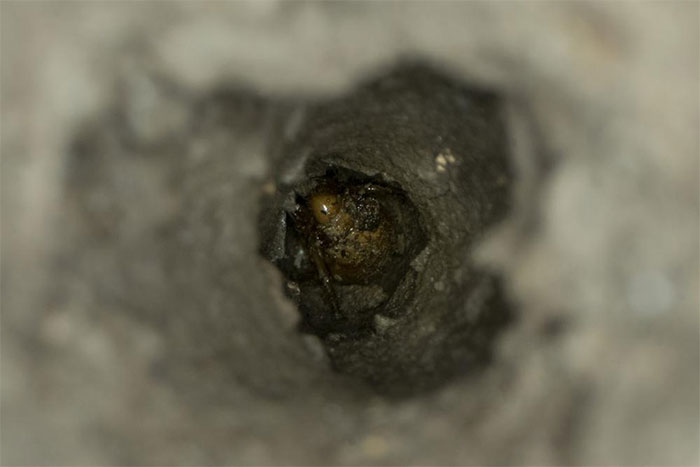 Một ấu trùng ve sầu nằm dưới một lỗ thông lên mặt đất