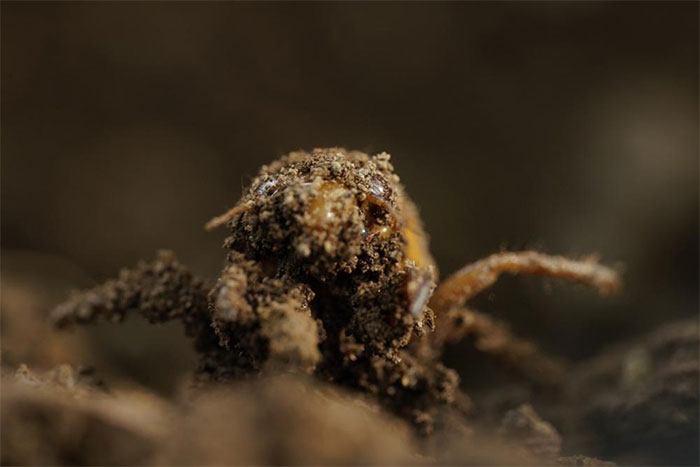 Một ấu trùng ve sầu đang trồi lên mặt đất.