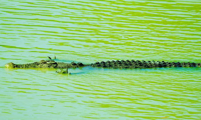 Cá sấu nằm gần như bất động trên mặt nước.