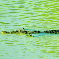 Hình ảnh ngộ nghĩnh: Cá sấu "xòe tay" để săn cá