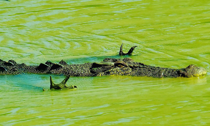 Cá sấu nước mặn "xòe tay" để cảm nhận cá bơi đến.