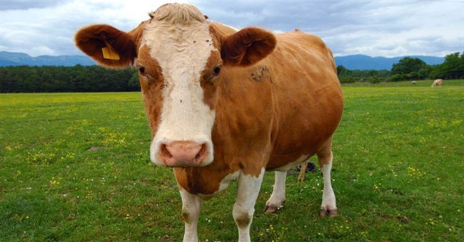 Phân bò chứa chất gì mà dân Ấn Độ bôi lên cơ thể, hy vọng chống Covid-19?