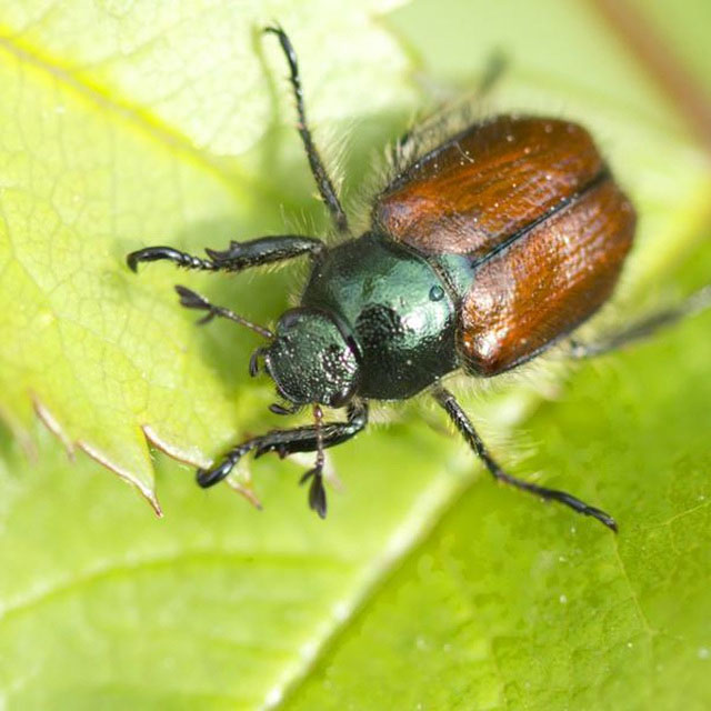Bọ ăn lá xoài (Chafer beetles).