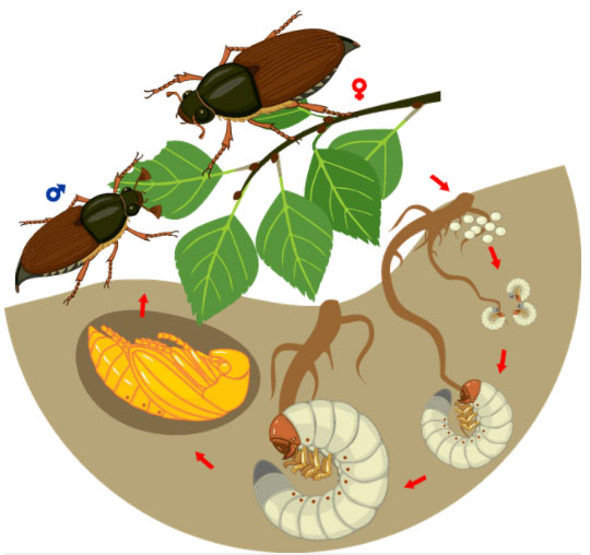 Vòng đời của đa số các loài bọ ăn lá.
