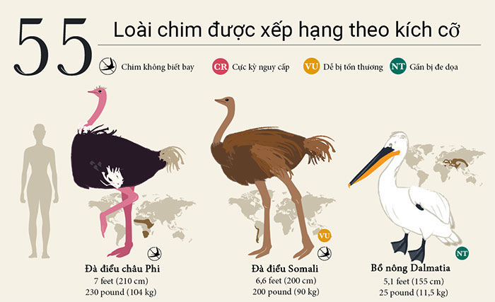 55 loài chim được xếp hạng từ lớn đến nhỏ trên thế giới
