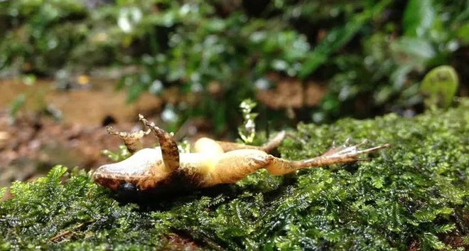 Vì sử dụng ếch để thử thai, con người có thể đã gián tiếp hủy diệt gần một trăm loài lưỡng cư