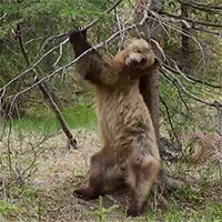 Không chỉ riêng con người, gấu nâu cũng biết "múa cột"
