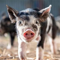 Phát hiện mới gây choáng váng: Lợn có thể thở bằng "mông"