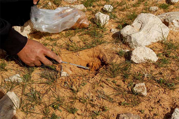 Bất chấp nguy hiểm, người Iraq liều mạng để săn nấm trên sa mạc
