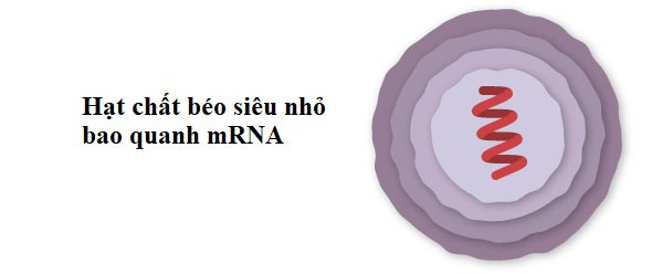 Vaccine Covid-19 của Pfizer hoạt động như thế nào?