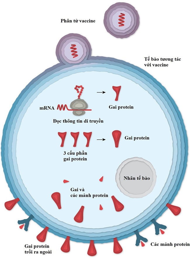 Vaccine Covid-19 của Pfizer hoạt động như thế nào?