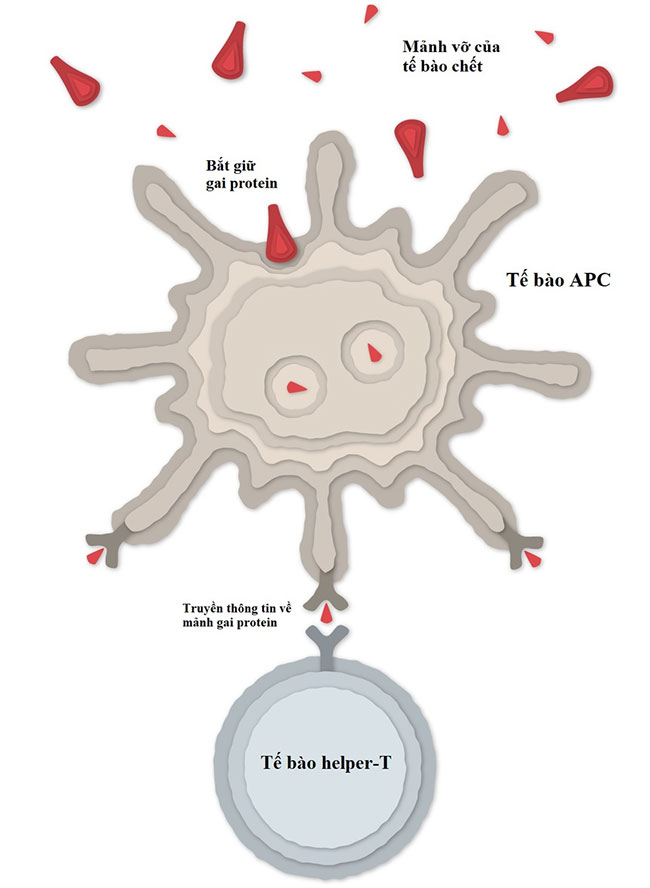 Vaccine Covid-19 của Pfizer hoạt động như thế nào?