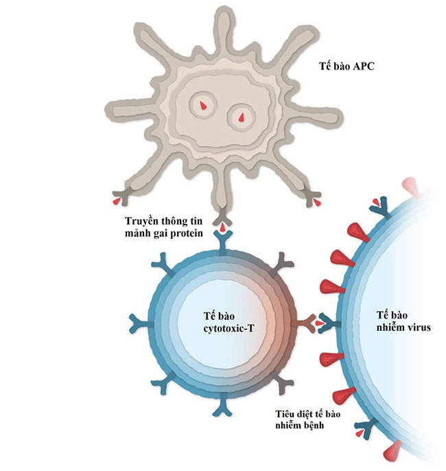 Vaccine Covid-19 của Pfizer hoạt động như thế nào?