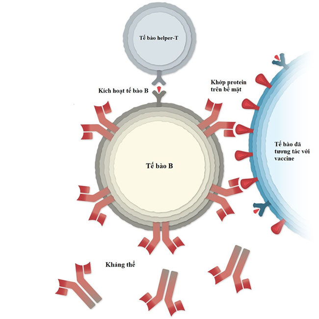 Vaccine Covid-19 của Pfizer hoạt động như thế nào?