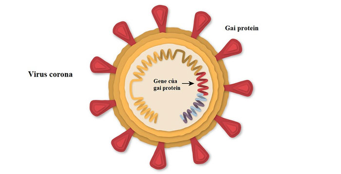 Vaccine Covid-19 của Pfizer hoạt động như thế nào?