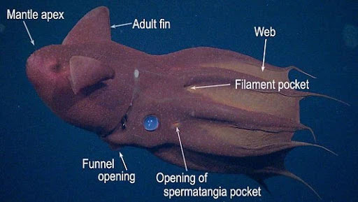 Bạn biết gì về Vampyroteuthis infernalis: Loài 