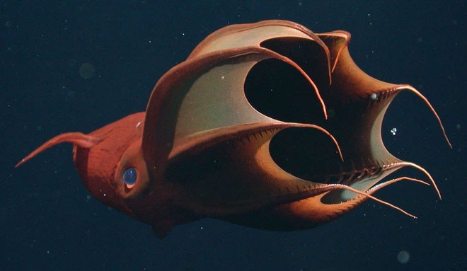 Bạn biết gì về Vampyroteuthis infernalis: Loài 