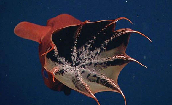 Bạn biết gì về Vampyroteuthis infernalis: Loài 