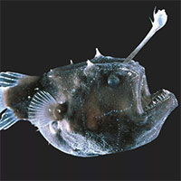 Kiểu sinh sản kỳ quặc của loài cá quỷ Anglerfish