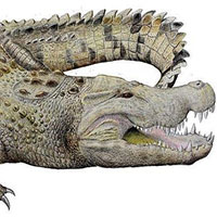 Phát hiện hộp sọ khổng lồ của cá sấu 8 triệu năm tuổi