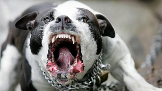 Lực cắn của chó Pitbull gấp khoảng 2,5 lần con người