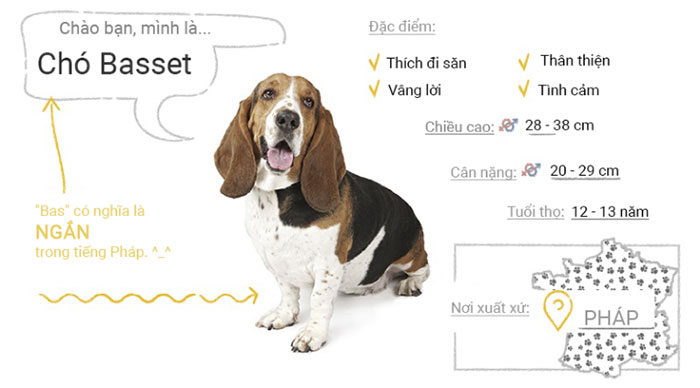 Chó Basset