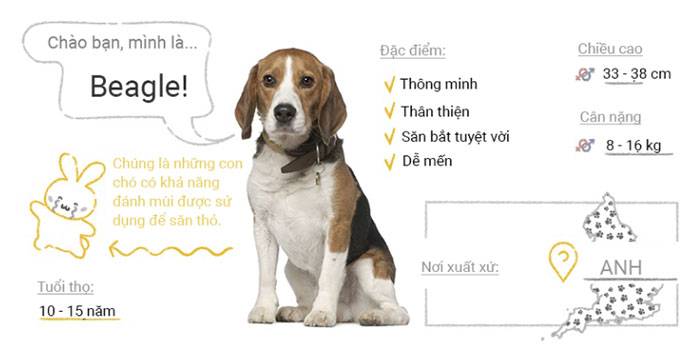 Chó Beagle