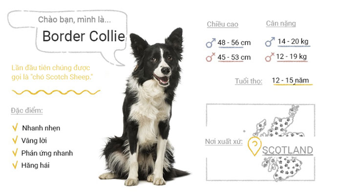 Chó Border Collie