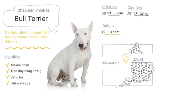 Chó Bull Terrier