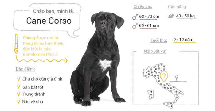 Chó Cane Corso