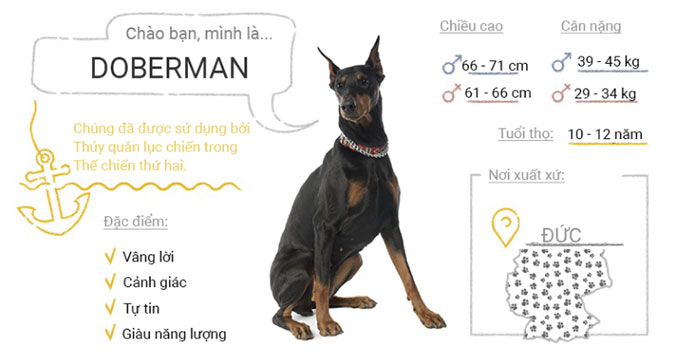 Chó Doberman