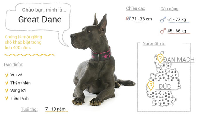 Chó Great Dane